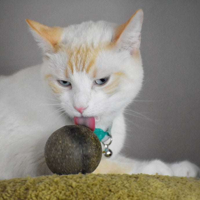 Natural Catnip Ball Toy - Organic & Freshly Made in USA - Cat Lover Gift